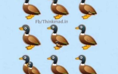 How many Ducks in the picture